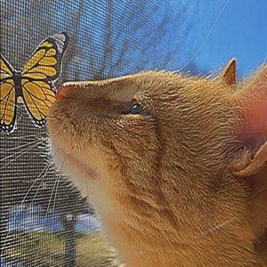 Meet your Posher, Addie